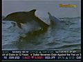 Free Flipper