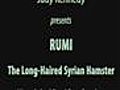 Rumi - The Long Hair Syrian Hamster