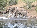 Elephant Takes On Crocodile