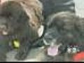 Dogs Work As Lifeguards In Italy
