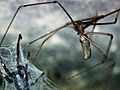 Monster Bug Wars: Cellar Spider Vs. White-Tailed Spider