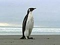 Pinguin auf Abwegen