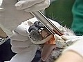 Preventive dental care for kangaroos