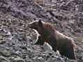 Moth-eating grizzlies