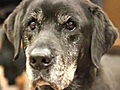 11 year OFD arson dog is retiring