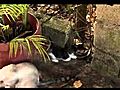 Mega Pequeños Gatos En HD 720p DCR-HC42