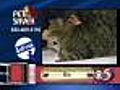 8/14 Pet Saver: Bo the cat