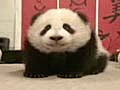 Video - The Panda Baby