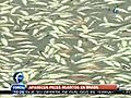 Miles de peces mueren en Brasil