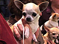 Pet Profile: Chihuahuas