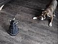 Dog Hates Daleks