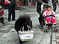 Canine Grocery-getter Shops for Owner