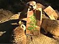 Meerkat Holiday Enrichment