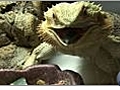 How to Feed a Bearded Dragon