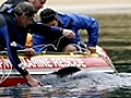 Sad end for orphaned whale