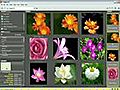 How to Sort and Rotate Images in Adobe Bridge CS3