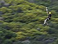 Catalina Island zipline