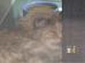 Cat Lovers Show Up To Adopt Rescued Cats