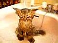 Cat In A Shower