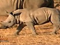 Baby Rhino Meets Hippo in Kruger National Park