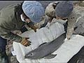 Porpoise rescued from tsunami