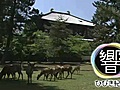 めぐる命　母呼ぶ声　奈良公園の鹿（奈良市）