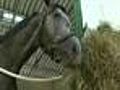 Horse With 77-Year-Old Trainer Beats Odds