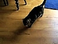 Cat Playing 