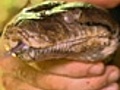 Quest: Expedition Borneo: Python Trouble