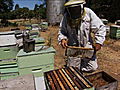 Emeril Green: Honey Farmers