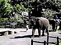 SNTV - Elephant re-named Rooney