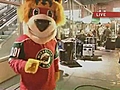 Wild Mascot Nordy Cuts A Rug For Our Cameras