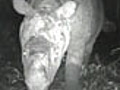 News: Rare Rhino Head-Butts Camera