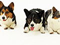 Dogs 101: Cardigan Welsh Corgi