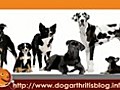 Dog Arthritis and Spinal Problems
