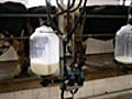 GM cows make human breast milk