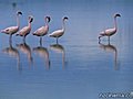 The Crimson Wing: Mystery of the Flamingos