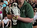 Baby peregrine falcons tagged at Evanston library