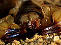 Monster Bug Wars: Desert Scorpion