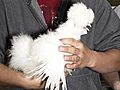 Pets,  Eggs or Meat: Buying Birds at the Chicken Swap