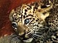 Abandoned Leopard Cubs Found In Well