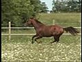 SAM en vacances au paddock