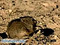 Lemming Migration Along the Norwegian Coast