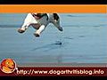 Different Dog Arthritis Supplements