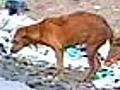 Stray dog kills Hyderabad baby