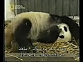 Panda is giving birth Child