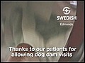 Dog cam #13 Swedish/Edmonds Therapy Pup