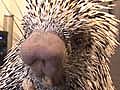 Unemployed Porcupine Copes with Draconian Budget Cuts