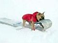 Pooch is a sled thief