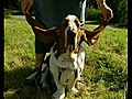 Dog Has World’s Longest Ears